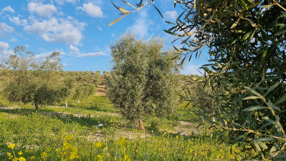 Les oliviers Loretta en Andalousie