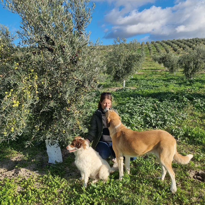 Alexandra avec ses chiens dans un champ d'olivier Loretta 