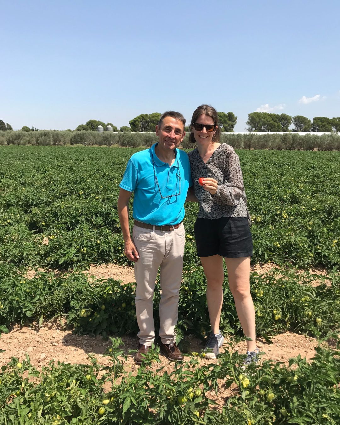 culture des tomates pour sauce frito Loretta 1888