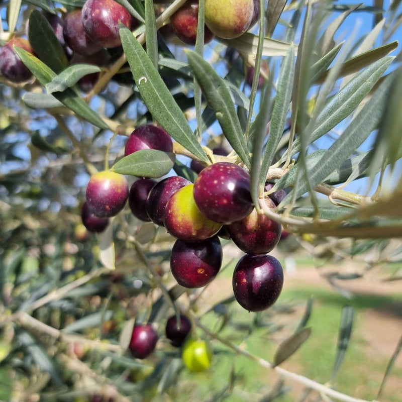 Olives mûres sur une branche d'un olivier Loretta